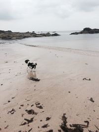 Dog on beach against sky