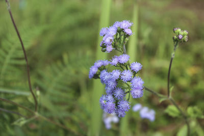 Violet verbena flowers on blurred background.