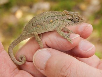 Close-up of a hand holding lizard