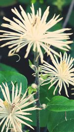 Close-up of white flowers