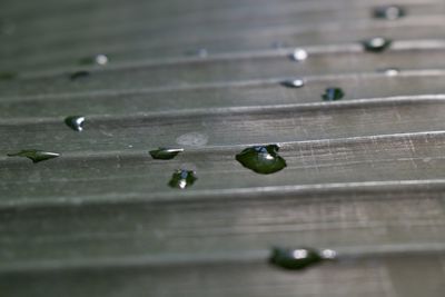 High angle view of raindrops on wood
