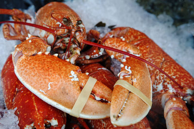 Close-up of seafood in plate