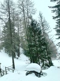 Trees on snow covered field during winter