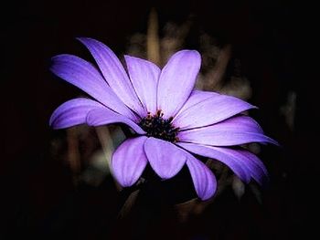 Close-up of purple flower