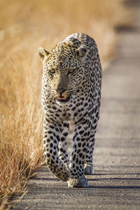 Full length of leopard walking on road