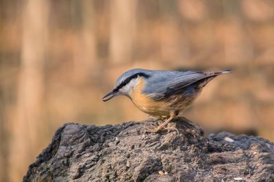 Close-up of bird perching outdoors