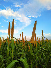 Close-up of succulent plants on field against sky
