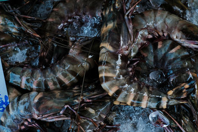 High angle view of fish in sea