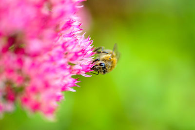 Close-up of bee on pink flower