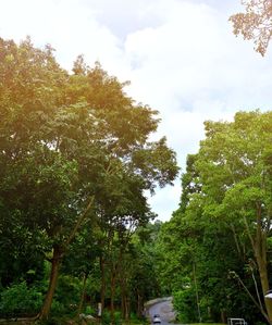 Low angle view of trees against sky