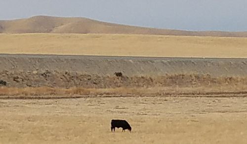 Side view of horse on land