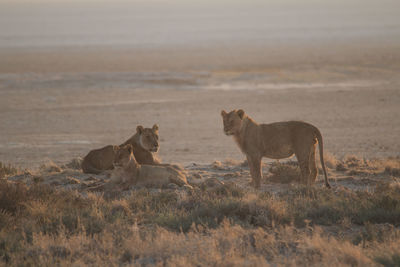 View of two cats on field