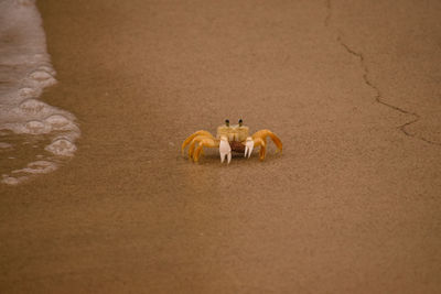Close-up of small crab on beach saint lucia