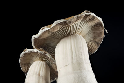 black background