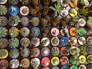 Full frame shot of multi colored potted plant