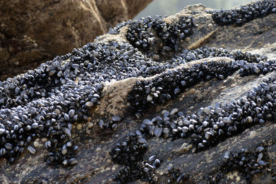Close-up of mussels and limpet rock at beach