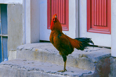 Close-up of rooster