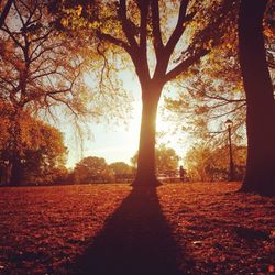 Trees in forest during sunset