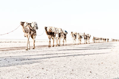 View of camels walking on land at desert