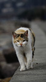 Portrait of cat sitting outdoors