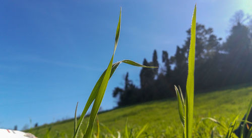 Close-up of crops growing on field against sky