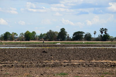 Scenic view of agricultural field against sky