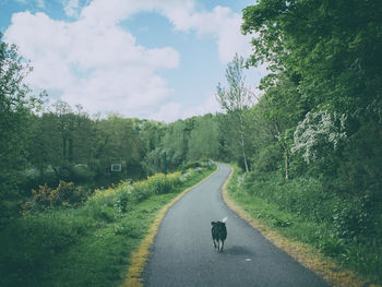 Dog on road amidst trees against sky