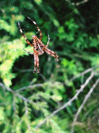 Close-up of spider on web