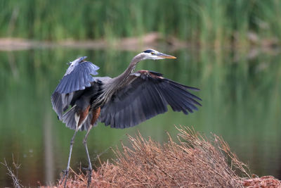 High angle view of bird flying over water