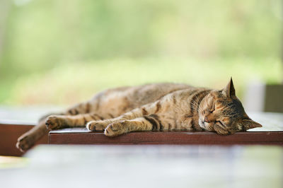 Cat sleeping on wooden bench