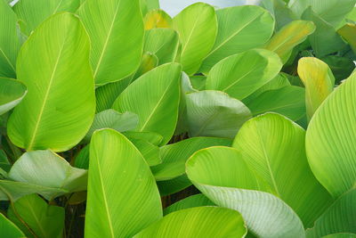 Full frame shot of plants