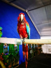 Close-up of parrot perching