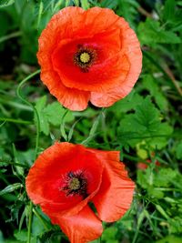 Close-up of orange poppy flower on field