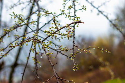 plant