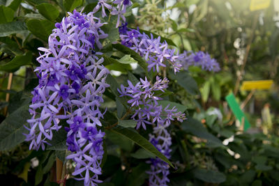 Close-up of purple flowers