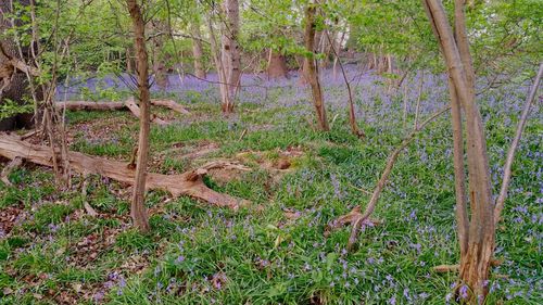 Plants growing on land in forest