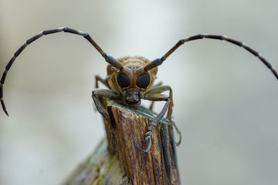 Close-up of insect on wood