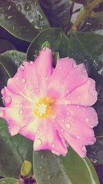 Close-up of pink flower in pond