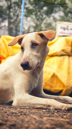 Close-up of a dog looking away