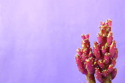 Close-up of pink flowering plant against blue background