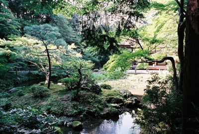 Trees growing in forest