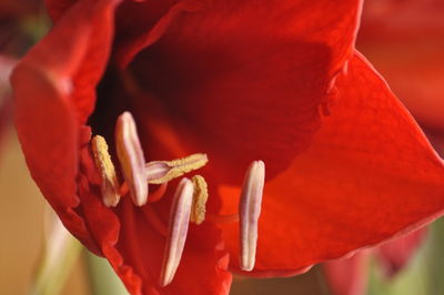 Close-up of red rose flower