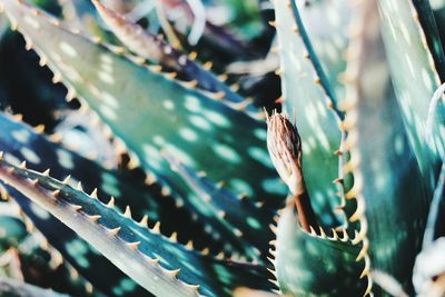 Close-up of succulent plant