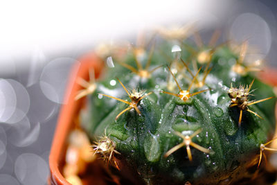 Close-up of succulent plant