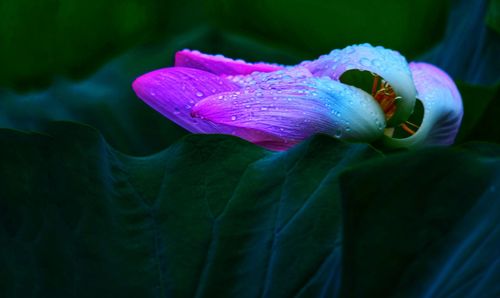 Close-up of purple iris flower