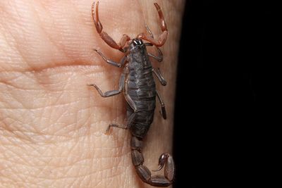 Close-up of scorpion on hand