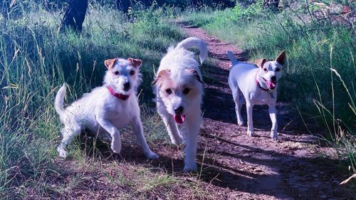 Portrait of dogs on field