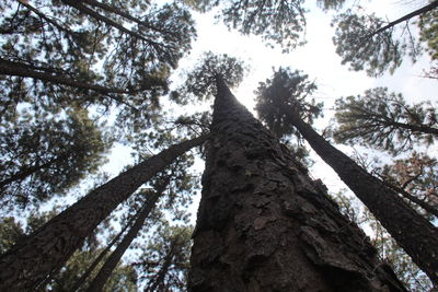 Low angle view of tree in forest