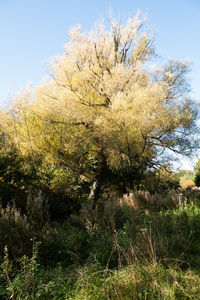 Trees against sky during autumn