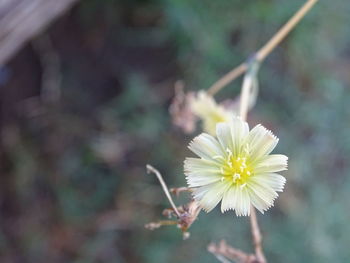 Close-up of fresh flower